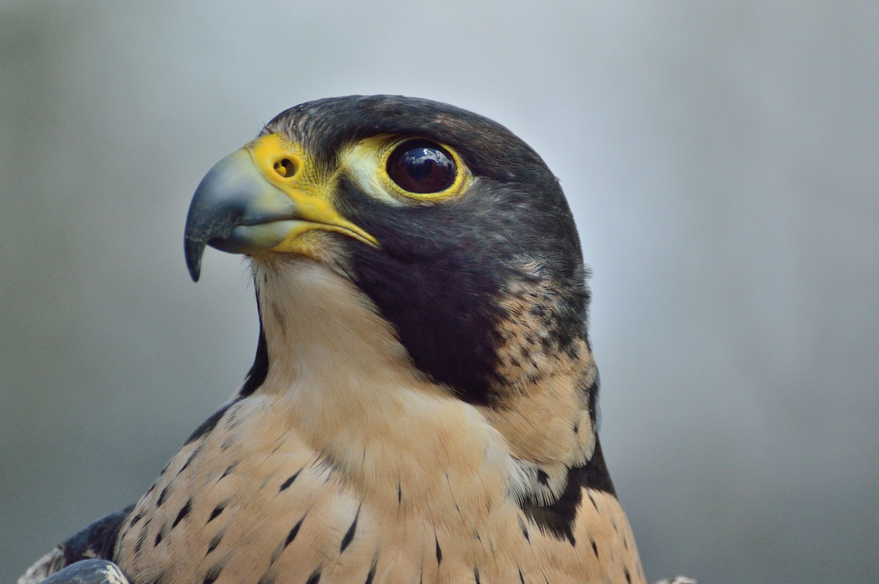 Peregrine Falcon